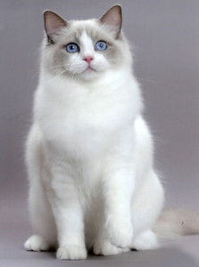 White and grey Ragdoll cat looking directly at you.