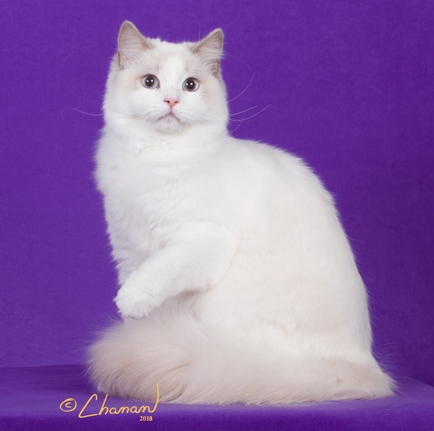 CH Bakerviewrags Emmy Lou