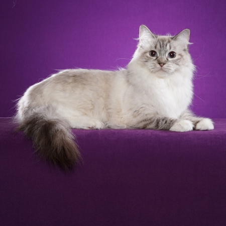 CH Longfellowrags Maleficient of Bakerviewrags