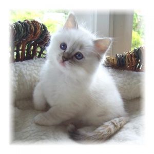 ragdoll cat adoption near me