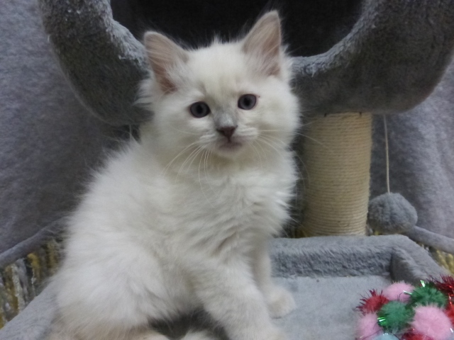 Current Ragdoll Kittens For Sale | Washington State