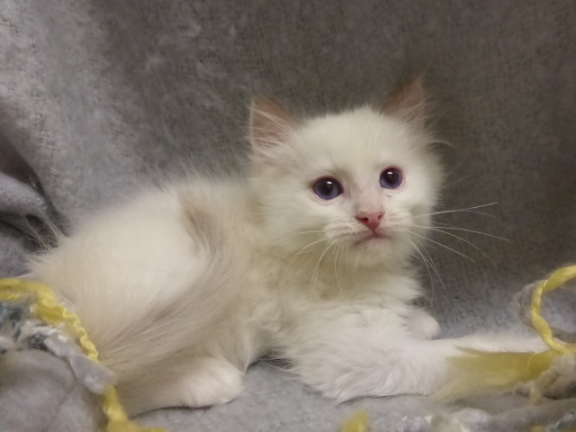 Current Ragdoll Kittens For Sale | Washington State