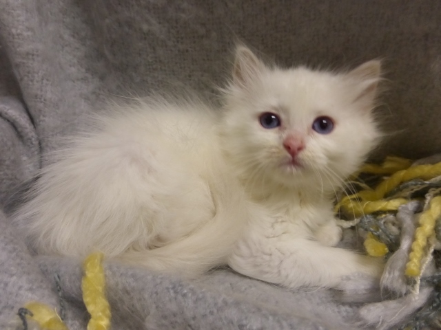 Current Ragdoll Kittens For Sale | Washington State