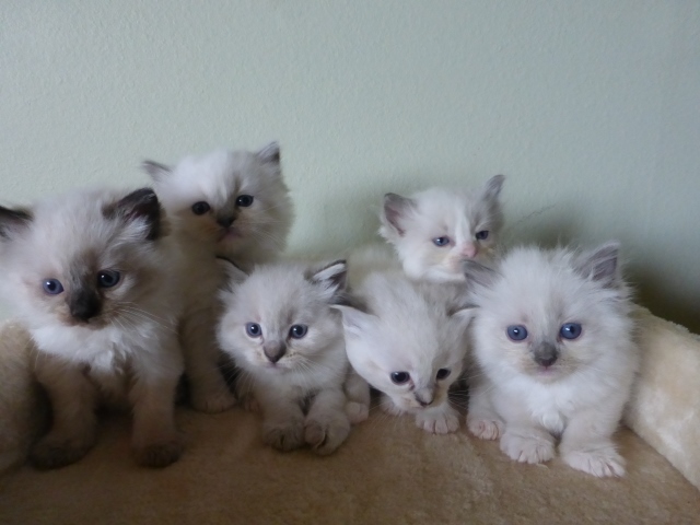 Current Ragdoll Kittens For Sale 