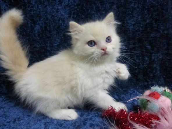 Current Ragdoll Kittens For Sale | Washington State