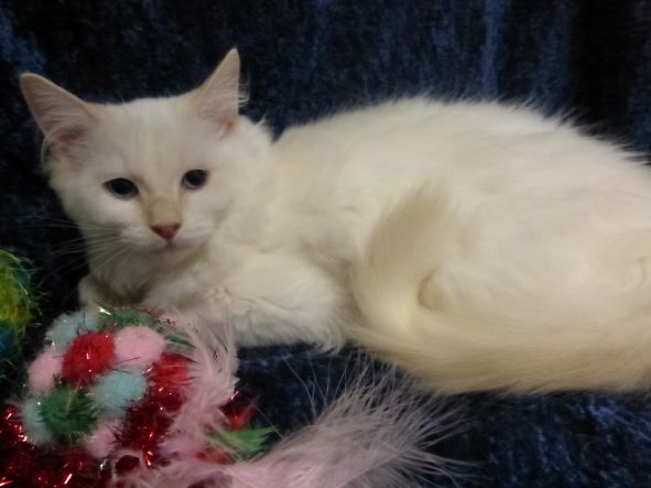 Current Ragdoll Kittens For Sale | Washington State