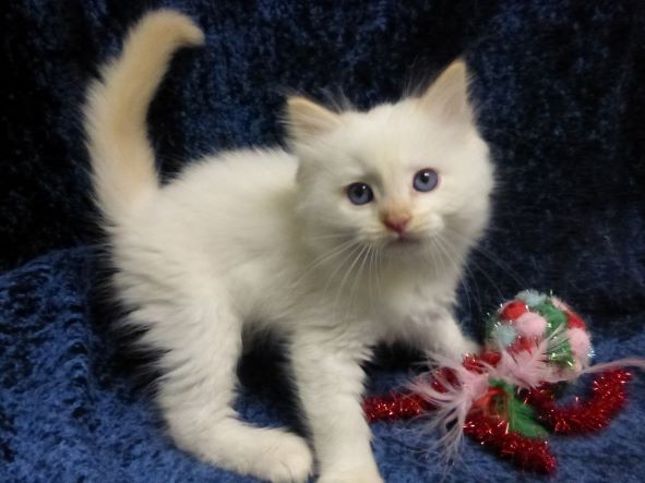 Current Ragdoll Kittens For Sale | Washington State