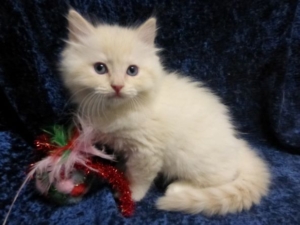 Current Ragdoll Kittens For Sale | Washington State