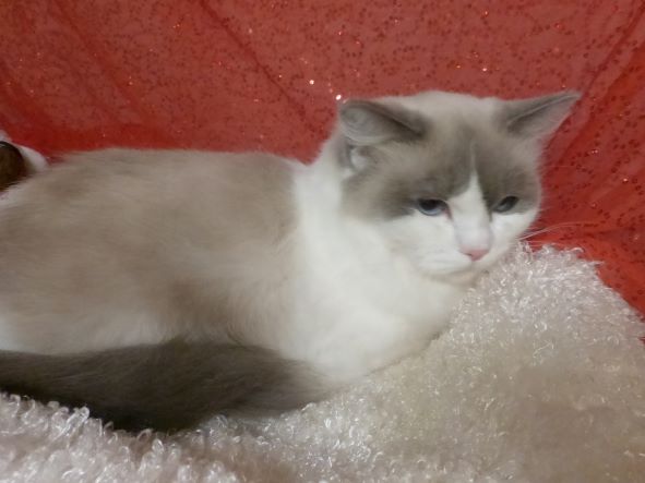 Ragdollsea Hailey of Bakerviewrags - ADOPTED