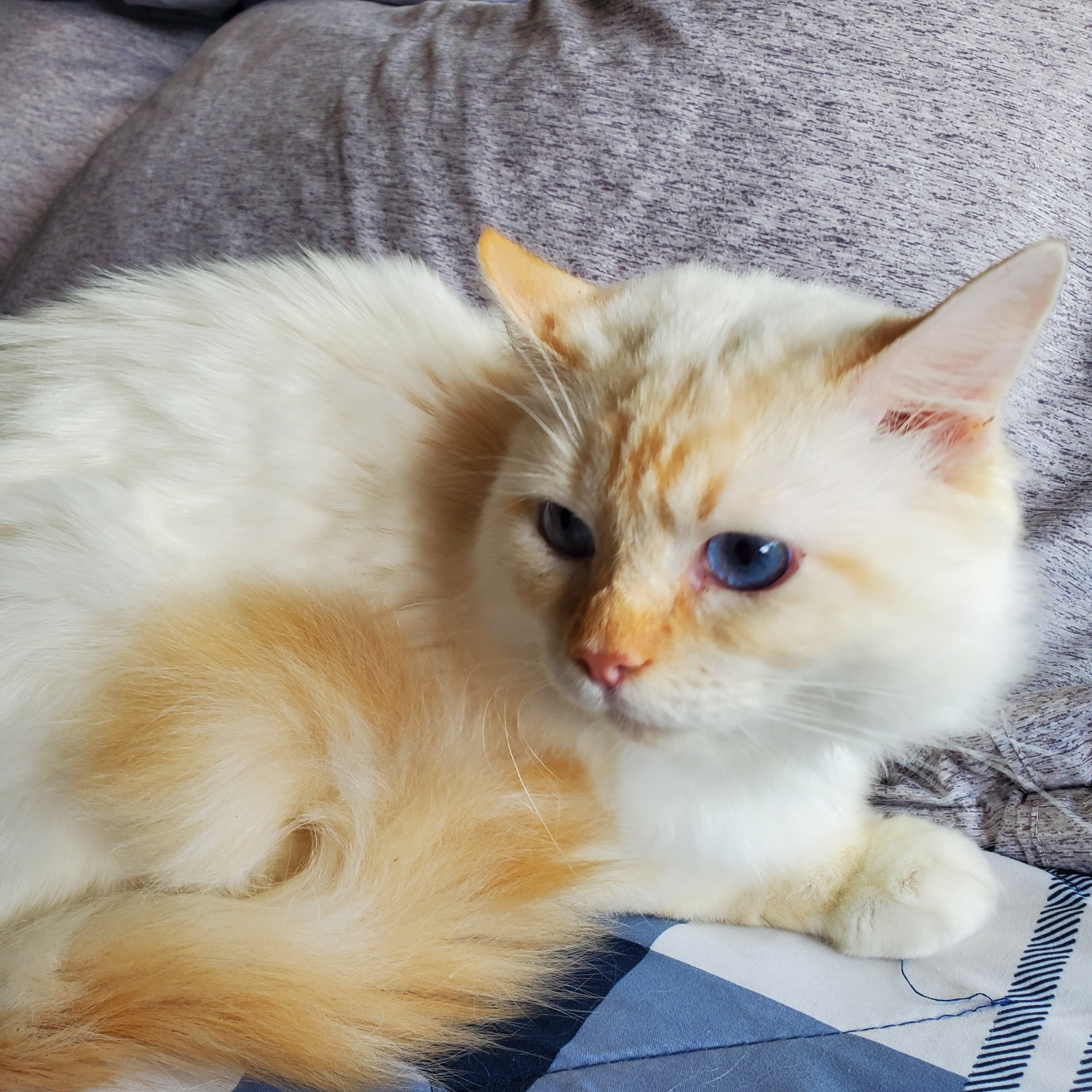 Bakerviewrags Archie